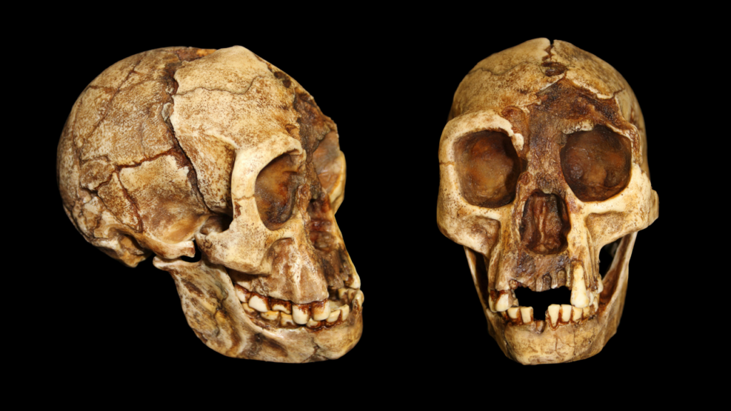 Strange ‘hobbit’ species walked more like us than like ‘Lucy,’ hip bones reveal Strange ‘hobbit’ species walked more like us than like ‘Lucy,’ hip bones reveal