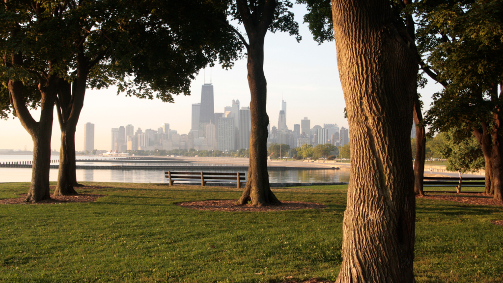 Saving old trees may protect people’s health more than planting new ones, study of Chicago neighborhoods finds Saving old trees may protect people’s health more than planting new ones, study of Chicago neighborhoods finds
