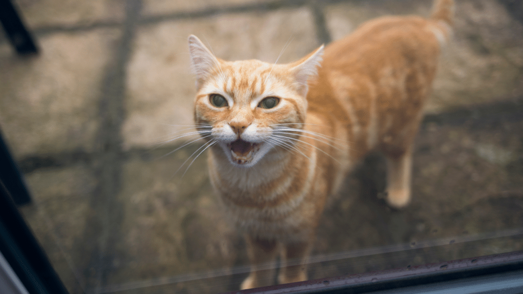 Why do cats yowl? | Live Science Why do cats yowl? | Live Science