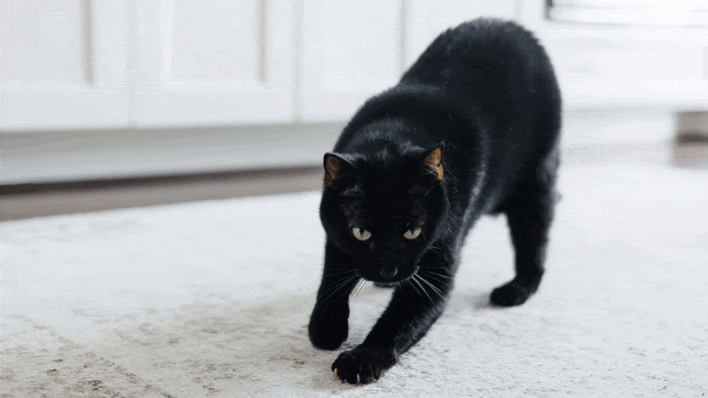 Secret ‘messages’ in cat pee let felines identify each other — and scientists just cracked the code Secret ‘messages’ in cat pee let felines identify each other — and scientists just cracked the code