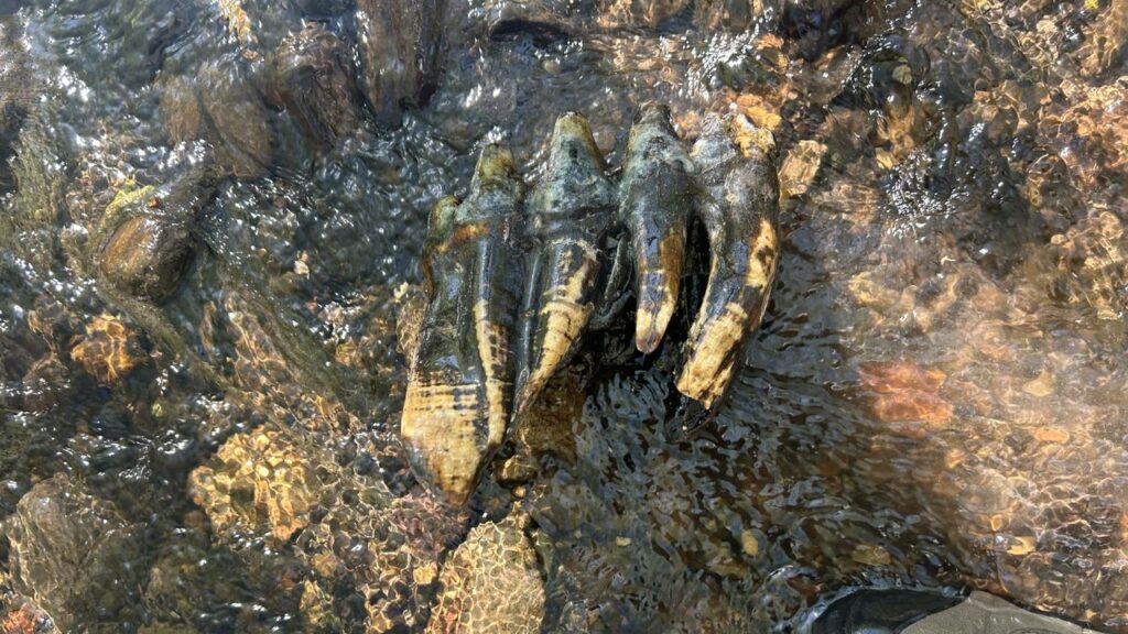 ‘Oddly shaped rock’ unearthed in California turns out to be ‘immaculate’ mastodon molar ‘Oddly shaped rock’ unearthed in California turns out to be ‘immaculate’ mastodon molar
