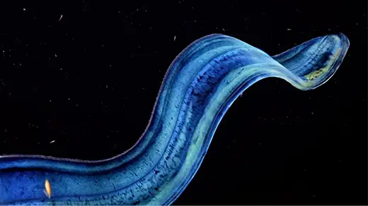 Ctenophores Aren’t Just Beautiful. They’re Biological Wonders. Ctenophores Aren’t Just Beautiful. They’re Biological Wonders.