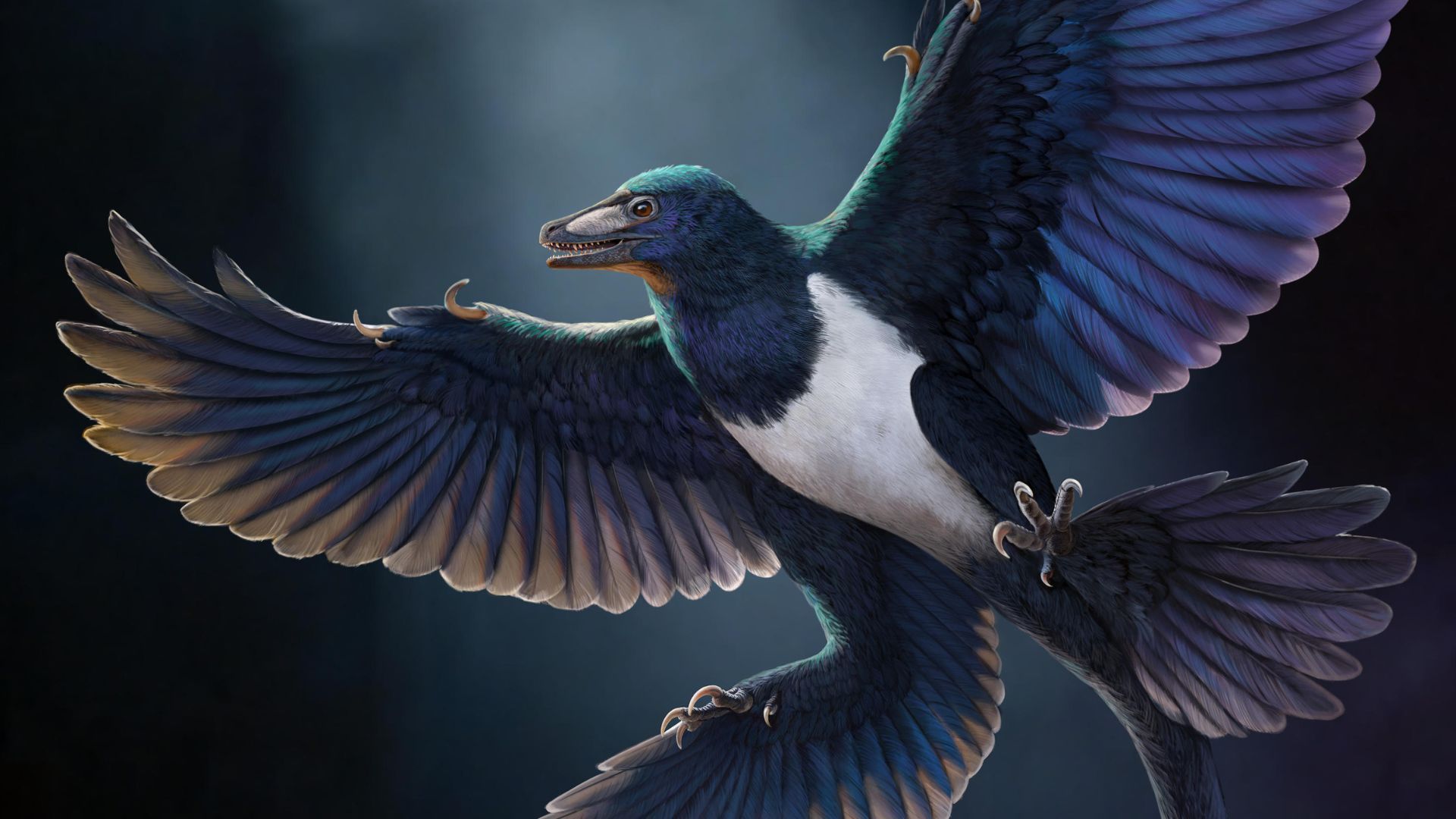 Remarkably preserved feathered dinosaur discovered in China reveals new secrets of flying predator evolution Remarkably preserved feathered dinosaur discovered in China reveals new secrets of flying predator evolution