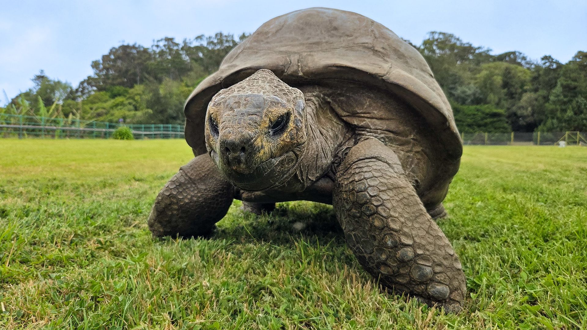 Scientists discover genetic traits that may explain 194-year-old tortoise’s impressive longevity Scientists discover genetic traits that may explain 194-year-old tortoise’s impressive longevity