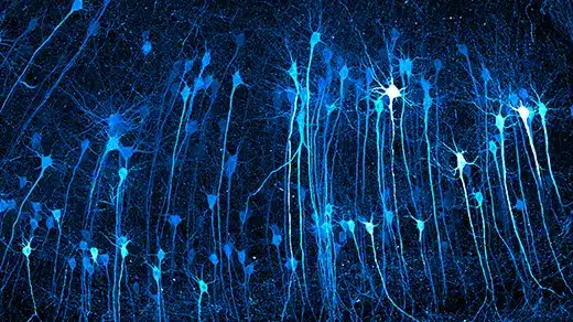 See Inside Cells Like Never Before in These Vivid Microscopic Images See Inside Cells Like Never Before in These Vivid Microscopic Images