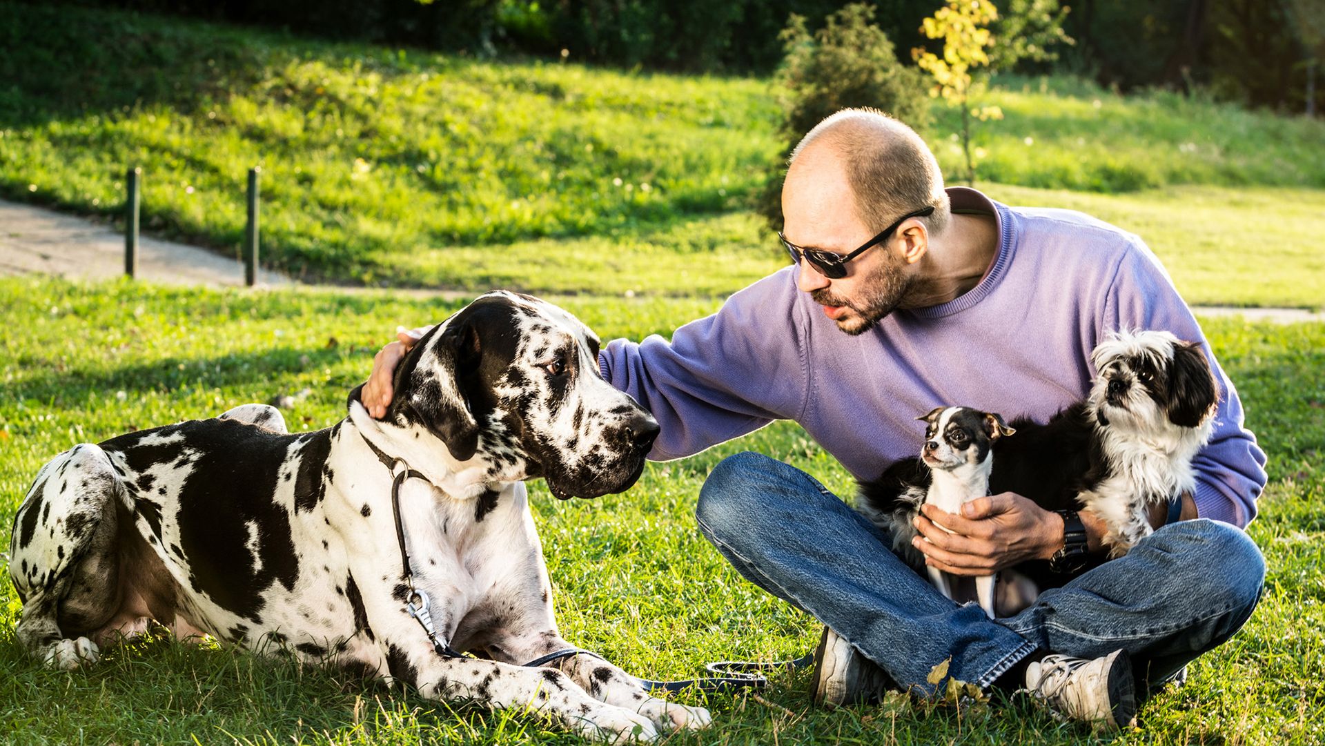 We may finally know why big dogs die younger than smaller ones We may finally know why big dogs die younger than smaller ones