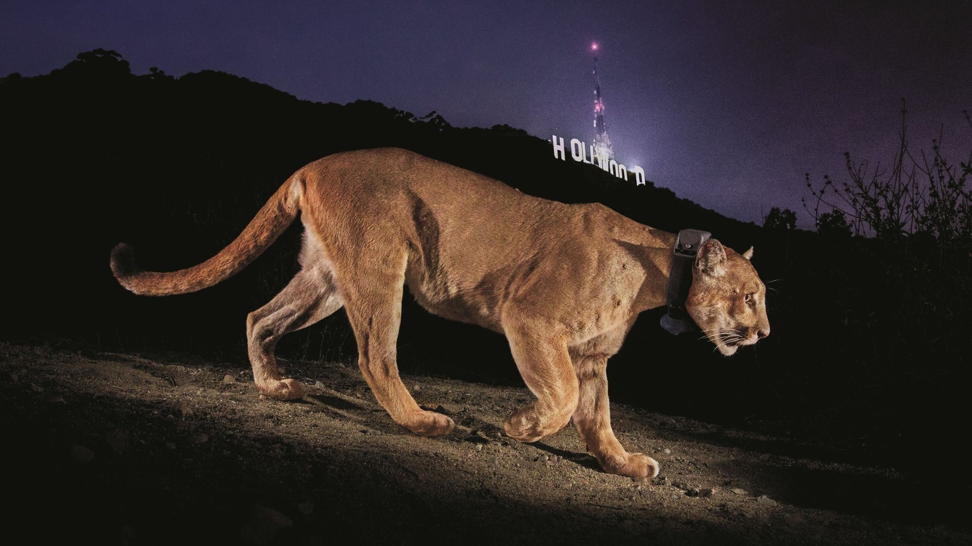 Photojournalist Steve Winter on his iconic Hollywood puma image, the illegal tiger trade and having a black panther knock on his door Photojournalist Steve Winter on his iconic Hollywood puma image, the illegal tiger trade and having a black panther knock on his door