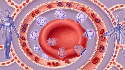 Malaria Parasite Caught in the Act of Breaking and Entering Malaria Parasite Caught in the Act of Breaking and Entering