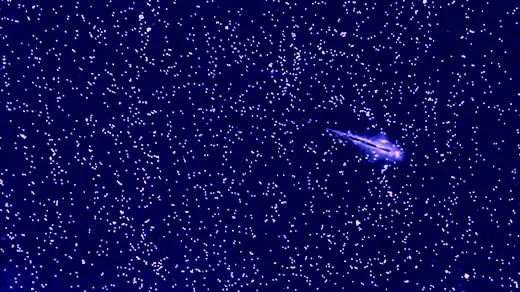 Sea Monkeys Show Scientists How To Rewrite a Rule of Turbulence Sea Monkeys Show Scientists How To Rewrite a Rule of Turbulence