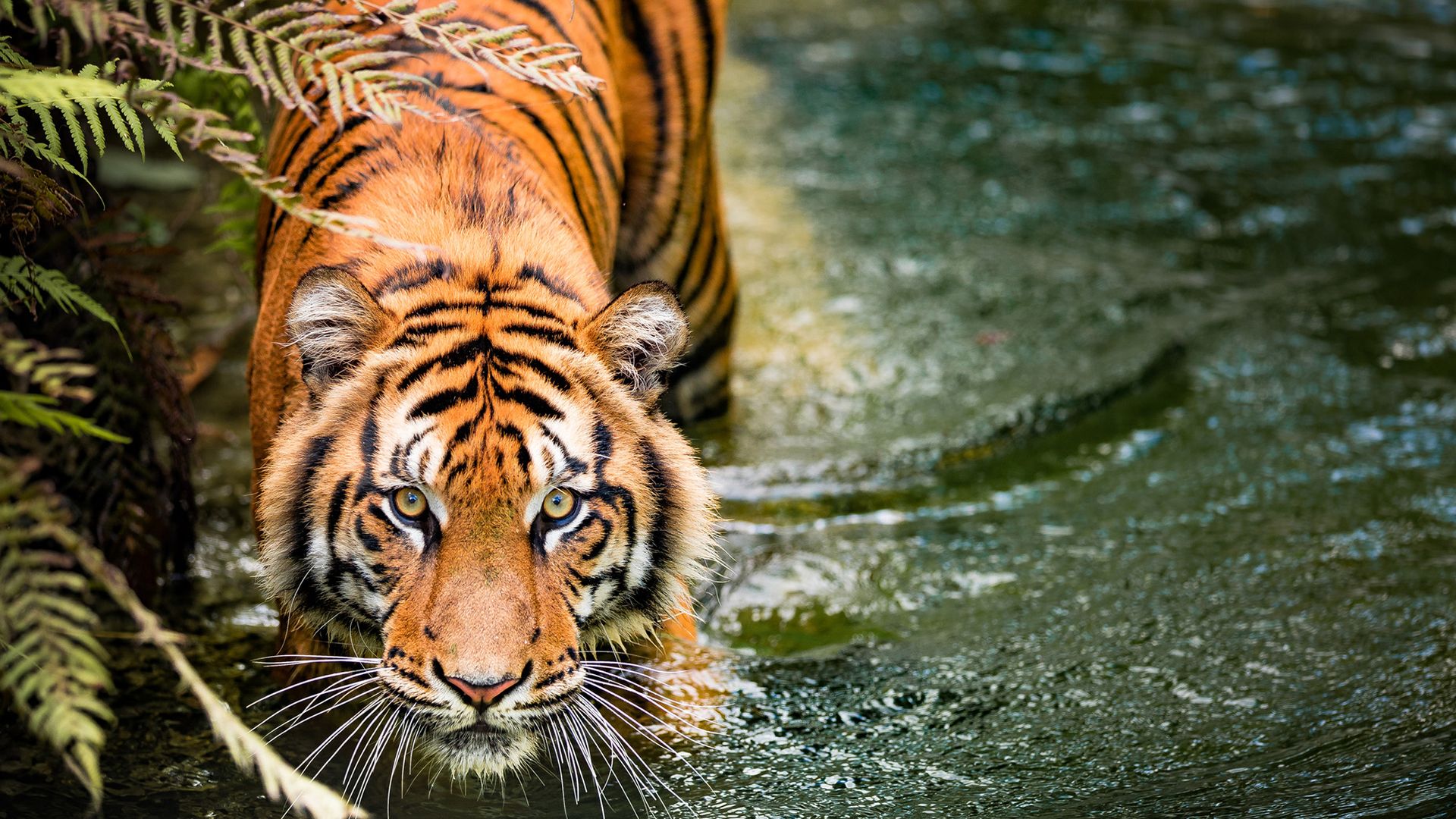 Rare tiger behaviors captured on camera show ‘we really know nothing about them’ Rare tiger behaviors captured on camera show ‘we really know nothing about them’