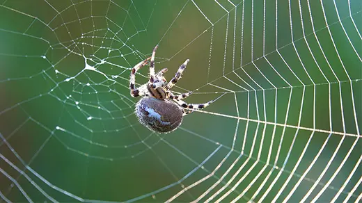 How Spiders Spin ‘Silk Dope’ Into Nature’s Toughest Material How Spiders Spin ‘Silk Dope’ Into Nature’s Toughest Material