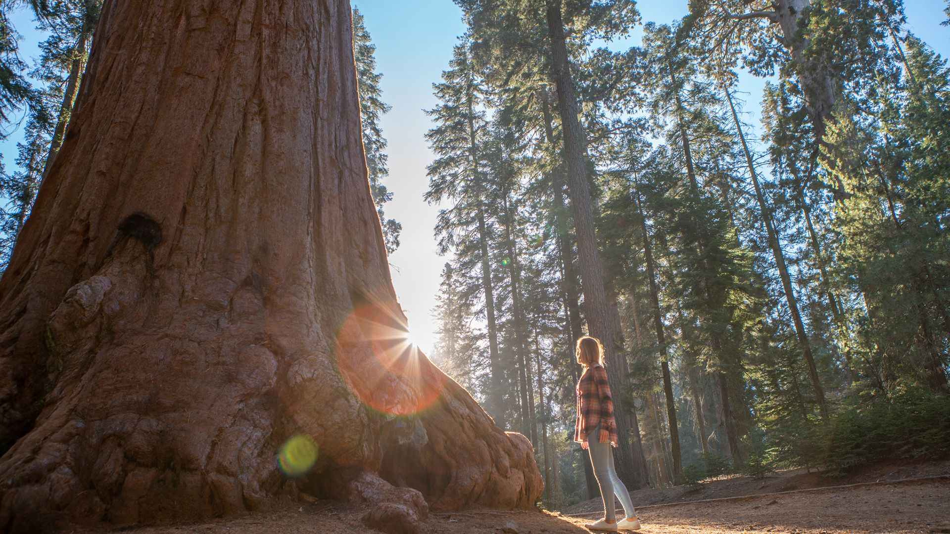 California redwoods are struggling in the heat — and it’s not clear how much damage is being done California redwoods are struggling in the heat — and it’s not clear how much damage is being done