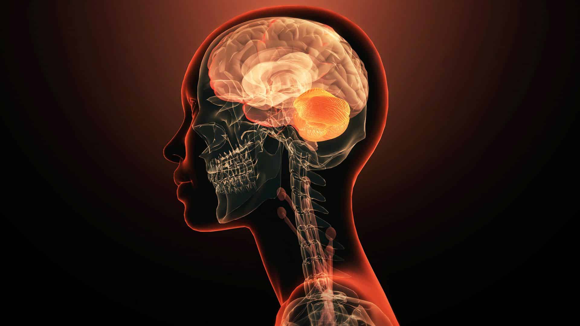 The brain may have arisen from 2 separate nervous systems that got squished together, study suggests The brain may have arisen from 2 separate nervous systems that got squished together, study suggests