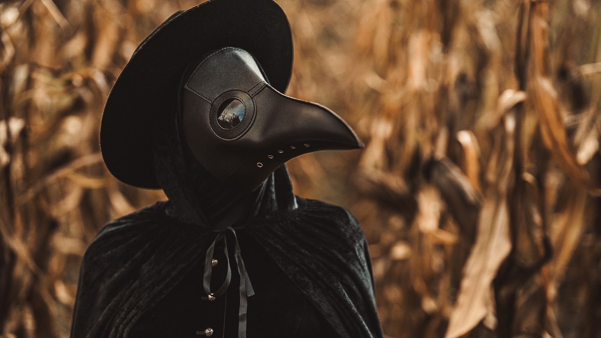 Black Death had dramatic effect on species diversity as humans abandoned farmland, study finds Black Death had dramatic effect on species diversity as humans abandoned farmland, study finds