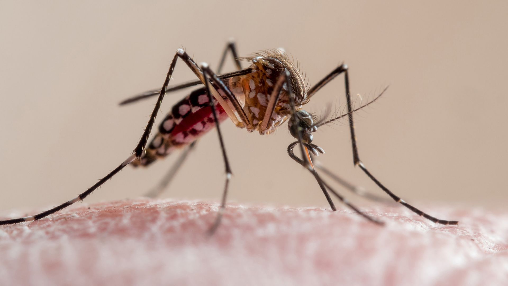 Why are dengue cases surging in Florida this year? An ‘unlucky’ combination of factors, experts say Why are dengue cases surging in Florida this year? An ‘unlucky’ combination of factors, experts say
